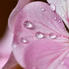 Dew drops on flower petals