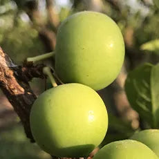Kakadu Plums on the tree basking in the sun