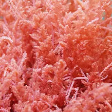 Close up of Red Algae
