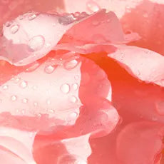 Dew drops on rose petals